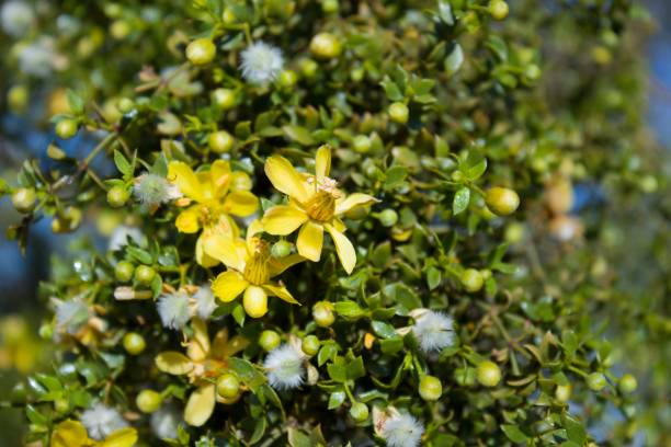 LARREA TRIDENTATA - TWENTYNINE PALMS - 040420 C Creosote Bush, Larrea Tridentata, a staunch contender for paragon of Southern Mojave Desert native plants, blossoms in the fringes of Twentynine Palms. taxonomy stock pictures, royalty-free photos & images