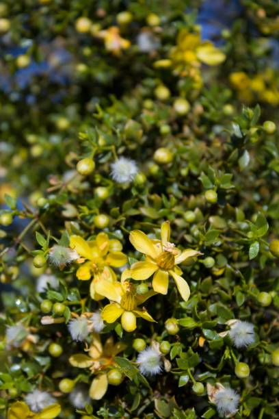 istock LARREA TRIDENTATA - TWENTYNINE PALMS - 040420 D 1219085032