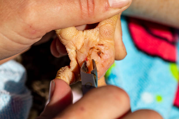 persona che tratta il piede di pollo infettato da un piede bumble per aiutarlo a guarire. - chicken tender foto e immagini stock