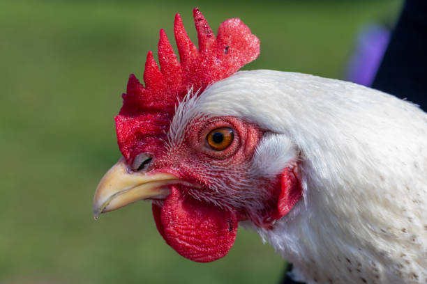 Close-up portrait of a Delaware chicken Close-up portrait of a Delaware chicken delaware chicken stock pictures, royalty-free photos & images