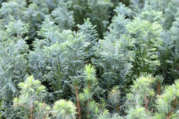 istock Seedlings of coniferous plants, side view, background. 1219087610