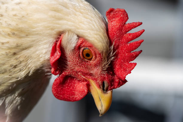 Close-up portrait of a Delaware chicken looking down Close-up portrait of a Delaware chicken looking down. delaware chicken stock pictures, royalty-free photos & images