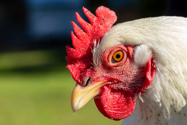 Close-up portrait of a Delaware chicken Close-up portrait of a Delaware chicken delaware chicken stock pictures, royalty-free photos & images