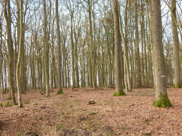 istock In the forest of Talkau 1219089957