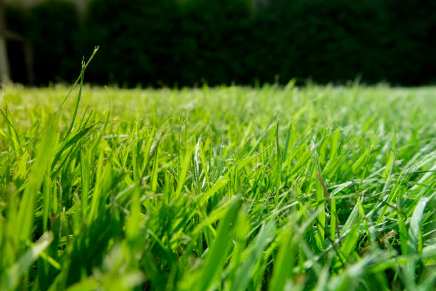 istock Green grass ground With a dark green back ground. 1219090901