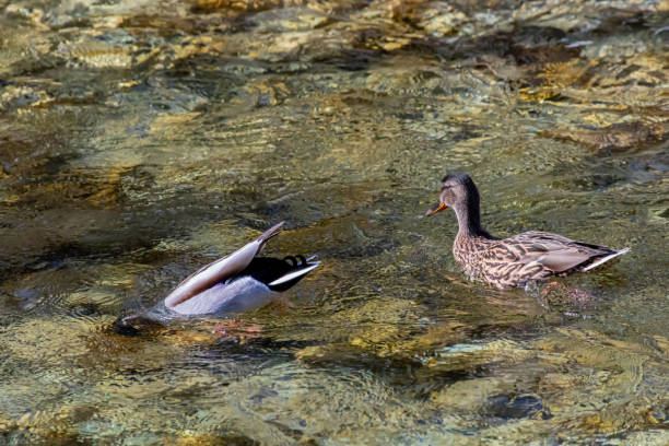istock One mallard duck diving in river 1219092181