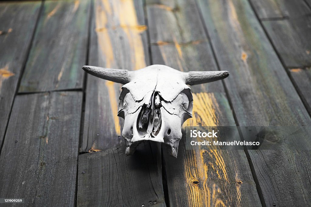 Cráneo de vaca - Foto de stock de Aire libre libre de derechos