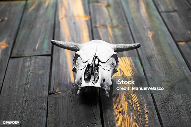 Cráneo De Vaca Foto de stock y más banco de imágenes de Aire libre - Aire libre, Animal doméstico, Animal muerto