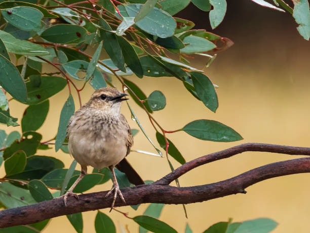 istock Brown Songlark (Cincloramphus cruralis)  perched on a branch 1219093158