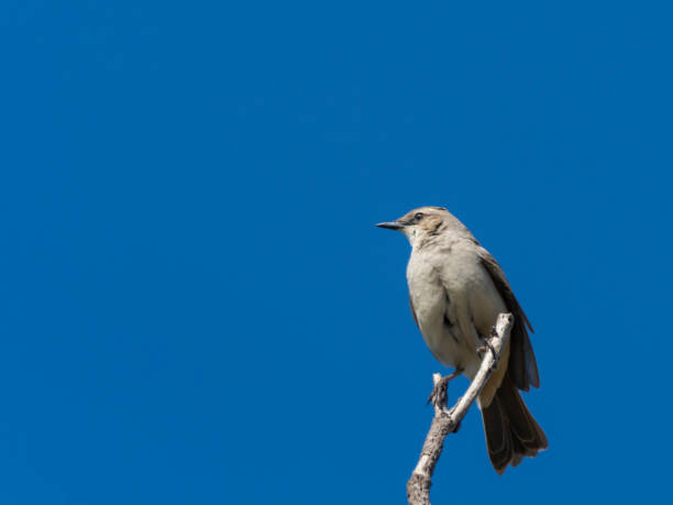 istock Rufous Songlark (Cincloramphus mathewsi) 1219093293