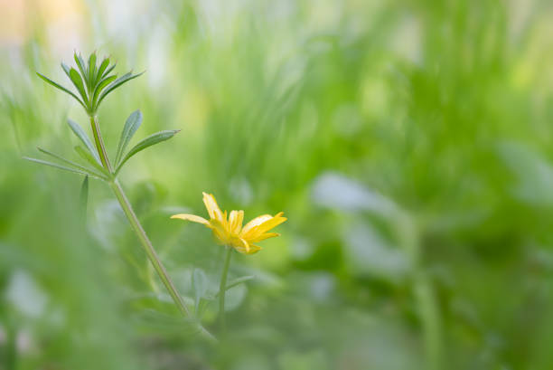 In the forest grows Lesser celandine or Ranunculus ficaria