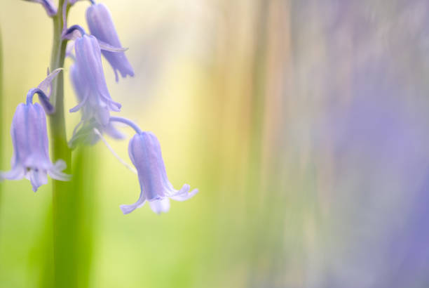 istock bluebells in the forest 1219093908
