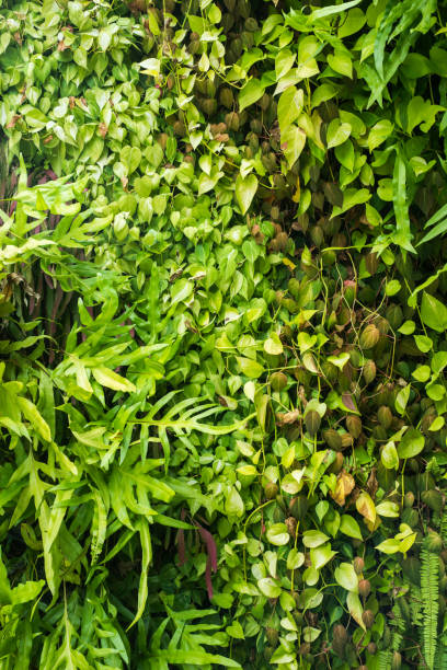 istock Green leaf in the garden at sunny background. 1219093965