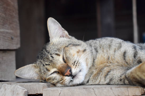 istock Brown cat laying down, sleeping on the floor with old wood background 1219094216