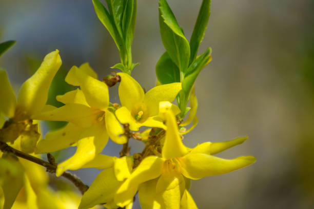 istock Golden Forsythia blooming flowers, selective focus, spring blossoming tree, early springtime, yellow blossoms 1219094439