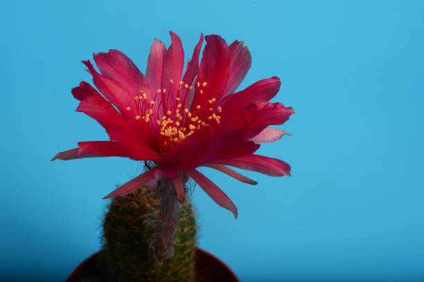 цветок кактуса эхинопси кермесина, красный цветок кактус - cactus hedgehog cactus close up macro стоковые фото и изображения