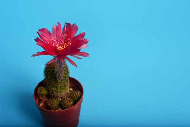 цветок кактуса эхинопси кермесина, красный цветок кактус - cactus hedgehog cactus close up macro стоковые фото и изображения