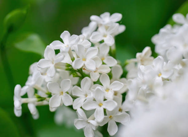 istock Branch of blossoming white lilac on a sunny day 1219097909
