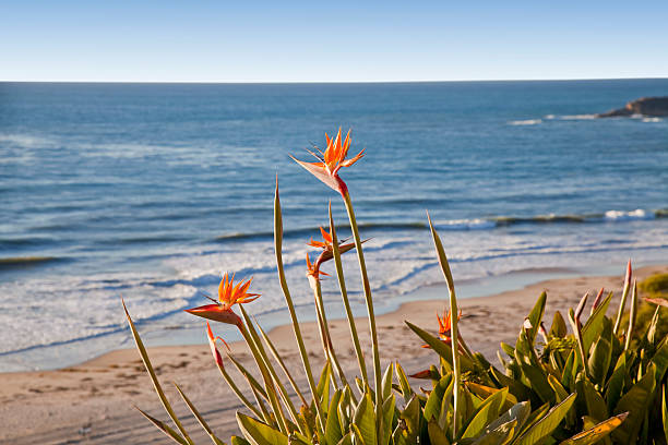istock Bird of Paradise Flowers 121909854