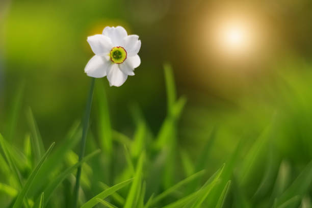 istock White daffodil flower in green grass, sunny day. Beautiful spring tender background. Selective soft focus. 1219103124