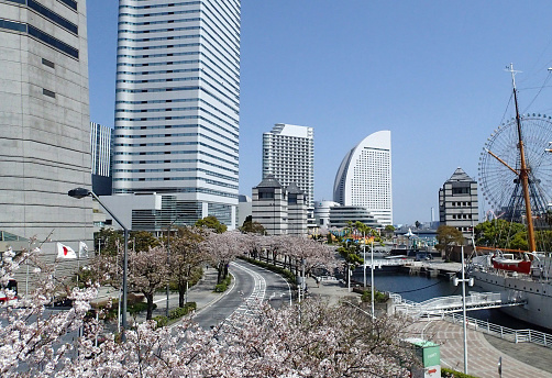 Japan.Yokohama,Kanagawa Prefecture April　4,2020 Thecherry blossms in the Minatomirai21 area were in full bloom and beautiful, so I put a group of buildings in the back and copied them.