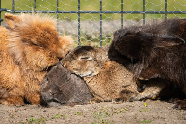istock A group of dwarf rabbits cleaning each other 1219103414