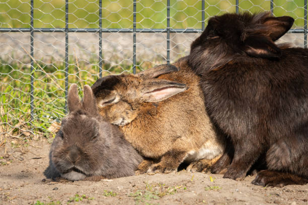 istock A group of dwarf rabbits cleaning each other 1219103437