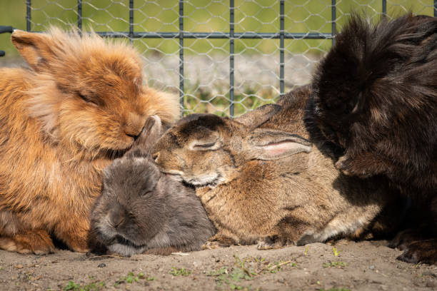 istock A group of dwarf rabbits cleaning each other 1219103449