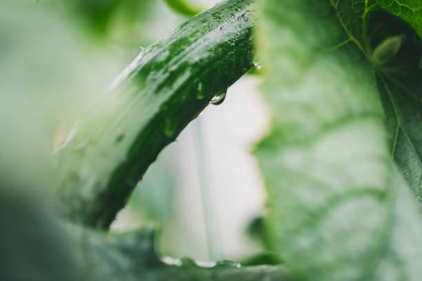 Vegetable gardens in the rainy day.