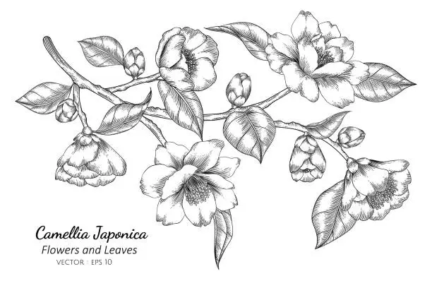 Vector illustration of Camellia Japonica flower and leaf drawing illustration with line art on white backgrounds.