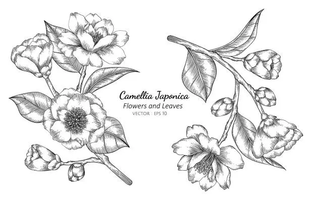 Vector illustration of Camellia Japonica flower and leaf drawing illustration with line art on white backgrounds.