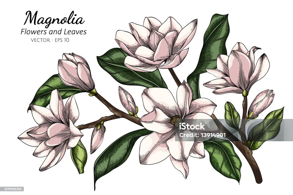 Ilustración de Ilustración De Dibujo De Flores Y Hojas De Magnolia Blanca  Con Arte Lineal Sobre Fondos Blancos y más Vectores Libres de Derechos de  Magnolia - iStock