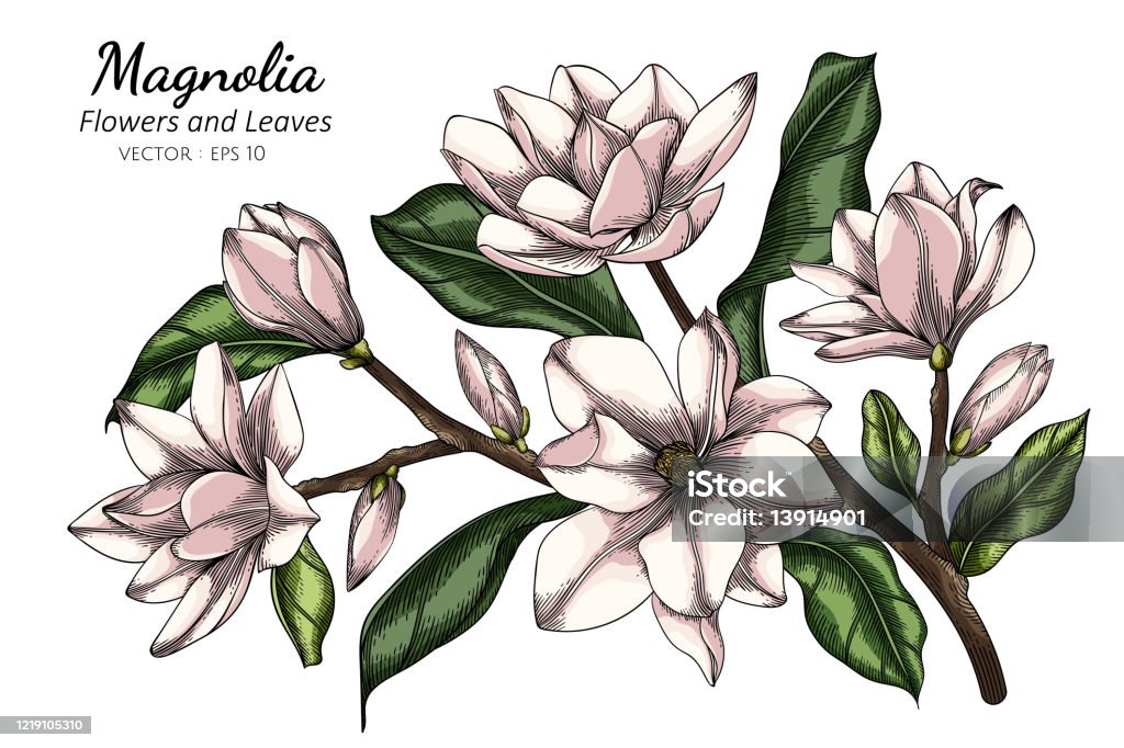 Ilustración de Ilustración De Dibujo De Flores Y Hojas De Magnolia Blanca Con Arte Lineal Sobre Fondos Blancos y más Vectores Libres de Derechos de Magnolia - iStock Ilustración de Ilustración De Dibujo De Flores Y Hojas De Magnolia Blanca Con Arte Lineal Sobre Fondos Blancos y más Vectores Libres de Derechos de Magnolia - iStock