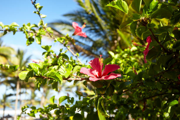 Tropical coastal flowers at praia do Itacarezinho in Itacare, South Bahia, Brazil