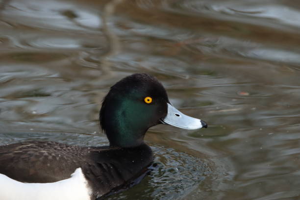 istock Male Tufted duck, Aythya fuligula, closeup 1219107420