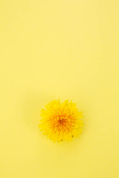 istock bright background of yellow dandelion flowers. 1219107746