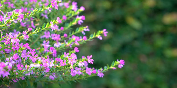 istock Beautiful pink color flowers 1219108894