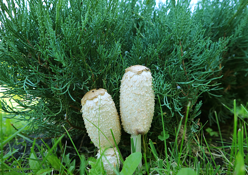 Pair of White Oval Shape Lawyer's Wig Mushrooms on the Garden's Lawn