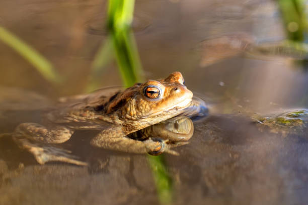 istock Common toad, Bufo bufo, Czech republic, Europe wildlife 1219111513