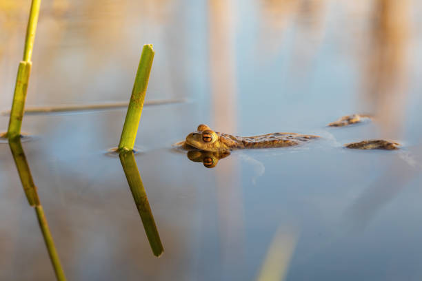 istock Common toad, Bufo bufo, Czech republic, Europe wildlife 1219111516