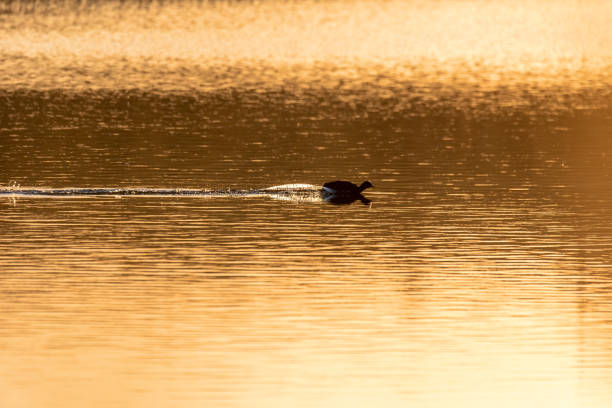 istock Bird Eurasian coot Fulica atra 1219111543