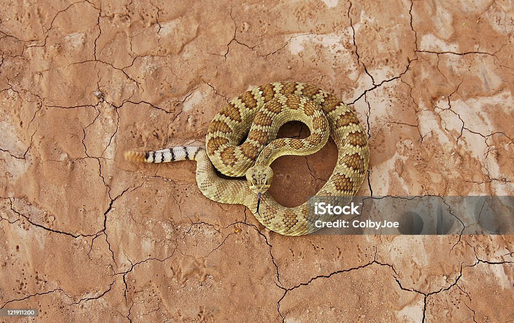 Serpiente de cascabel del Mojave - Foto de stock de Serpiente libre de derechos