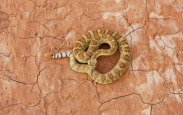 serpiente de cascabel del mojave - mojave rattlesnake fotografías e imágenes de stock