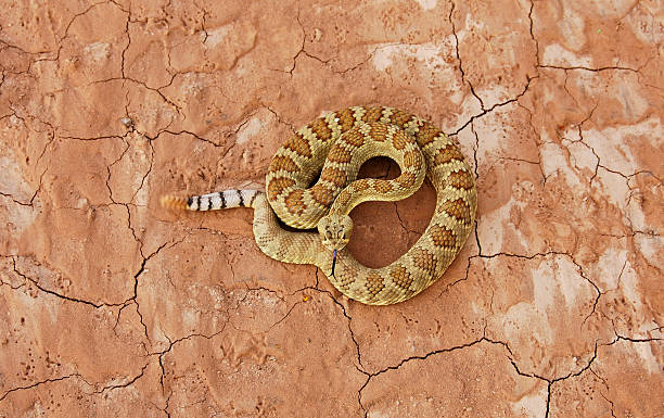30,000+ Rattlesnake Pictures | Download Free Images on Unsplash