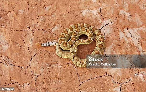 Mohave Rattlesnake Over Dried Red Soil Stock Photo - Download Image Now - Snake, Arizona, Desert Area