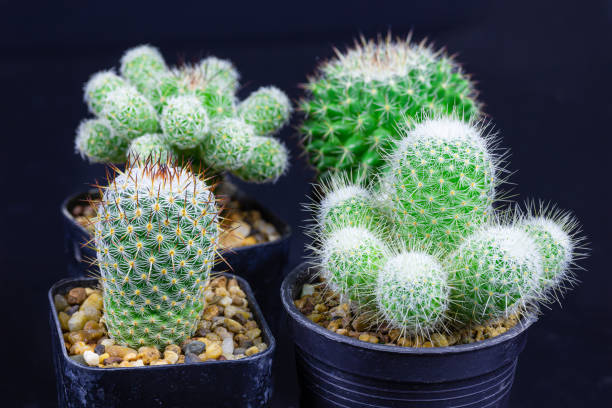 istock Closeup cactus isolate on black background detail narure art 1219112806