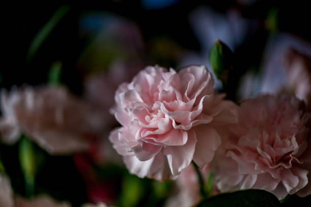 istock Blooming pink carnation flowers. 1219113757