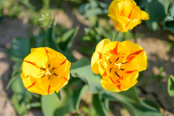 istock Pretty red and yellow variegated tulips from above 1219115145