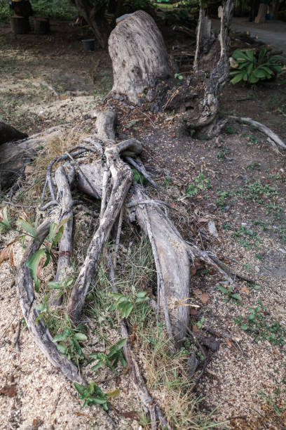 istock tree roots and old stump, trees being cut down in a dense forest 1219115955