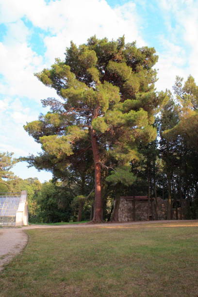 istock View of the Pinus halepensis 1219116044